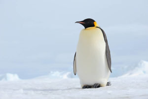 ハイレバレッジでトレードするからには